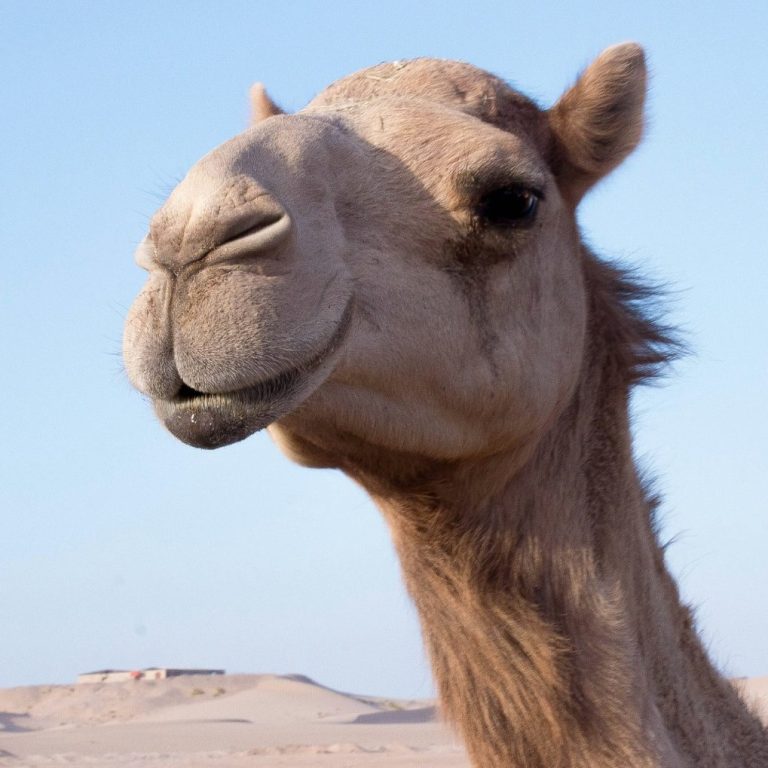 The camel fable A young man in a brown coat and grey scarf poses against a yellow wall.